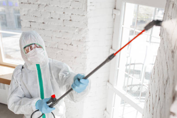 Mold Odor Removal Services in Cairo, GA
