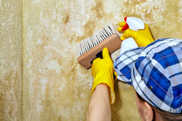 Reliable Cairo, GA Mold Removal Solutions